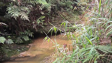 sexo na arvore em minas gerais