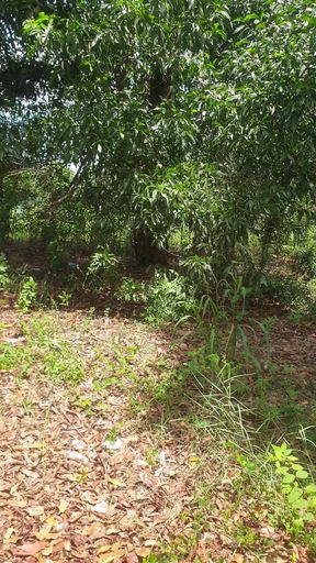 Thudamthudam