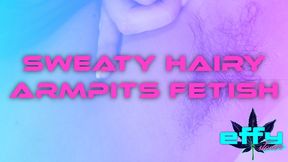 Sweaty Hairy Armpits Fetish Hot & Musky Close-Ups