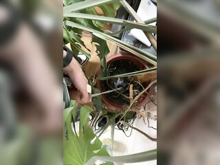 I pee in a monstera pot in the office while everyone else is out for lunch.