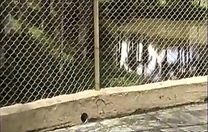 Trans rides a strapon girl