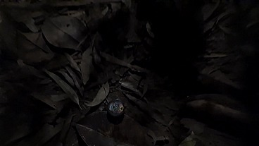 Invocação Anal - A Freira Do CU Quente ( Especial de Halloween )