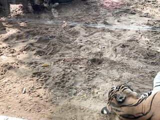 The Tigers of Saigon