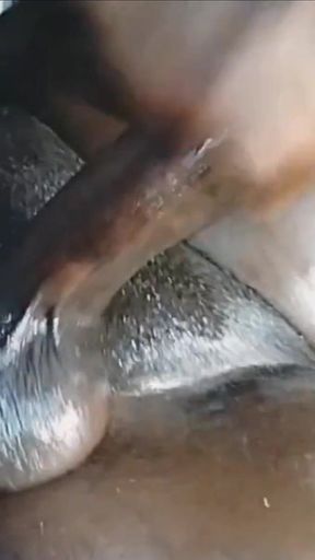 Wanking My Black Cock Huge Loud Moaning Cumshot