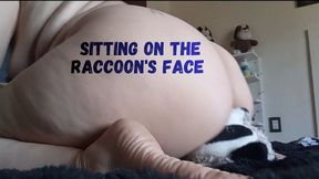 Sitting on the raccoon's face