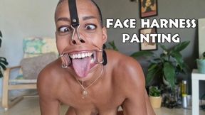 Face harness tongue out panting