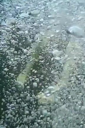 Swimming and Flashing in the Sea