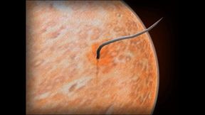 Hard Fuck in the Dungeon (futa Shemale)