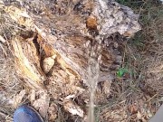 Dude takes a major leak in nature