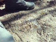 Farm boy crushes crunchy empty shells with his boots - crush spit piss cum