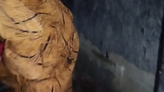 An 18-year-old Maid Was Found Alone at Home by Her Employer Who Sexually Her