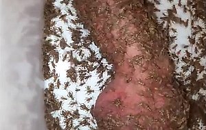 Crickets like cock in a tub
