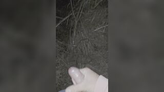 Nutting in the forest at Night