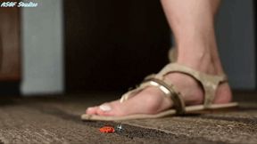 Miss Coco unaware sandal crush! - MOV