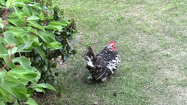 2072 Salope baisé bareback by 2 mecs dans le jardinPhilippe est une grosse ...