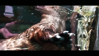 WEEKLY VLOG IN MONTREAL - LUNA’S JOURNEY (EPISODE 37)