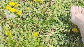 Tempest in grass with bare toes