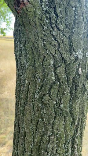 Close-up of tree bark
