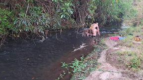 Strangers are caught having sex at the waterfall.