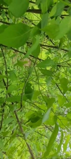 I went for a walk in the woods with my sister-in-law and ended up sucking my cock