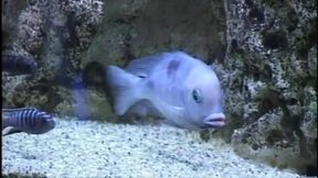 He Fucks His Girlfriend While Her Friend Watches