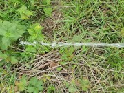 Piss in nature with chastity belt