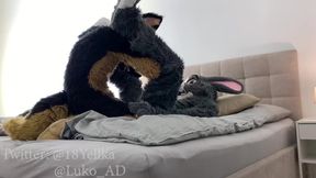 Scorching German Shepherd Pulverizes Lovely Gray Subjugated Bunny (Murrsuit Porno)