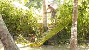 Coconut