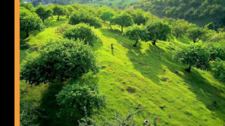 Niegrzeczne Angelika Grays, Lina Luxa, Sofi Smile i Aliz w plenerowym gangbangu odwróconym, gdzie ich ciasne cipki i tyłki są ostro ru*chane