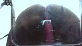 Teenie Couple Smothered Under Giantess Colossal Ass 4k smaller