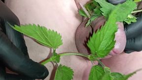 Nettle
