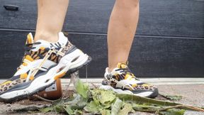 Crushing Aloe Vera plant with Buffalo sneakers