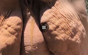 Cougar Drop Her Clothes and Yellow Piss Blows
