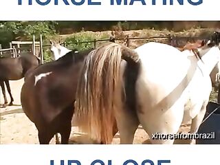 animals matting movies camera close up secene #2