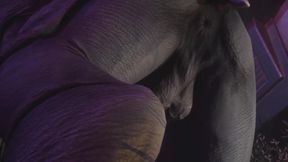 Rhino Fucks Twink Raw Mating Animal Gangbang