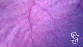 Look inside my Bladder as I push a Torch up my Ass