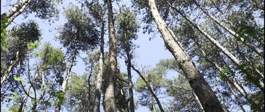 Mesmeriza Forest Walk