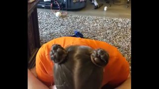 Esibizione orale intensa della ragazza cosplay di Velma