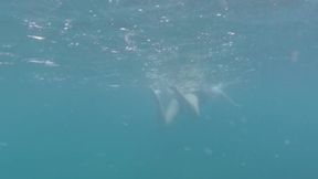 Blue water &mdash;  black swimsuit &mdash;  beautiful legs