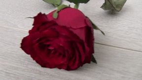 Trampled a red rose with my barefoot aa