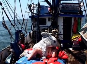 Fat beach patrol vol4 - Sharkman fucks BBW whale pussy at sea