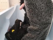 Murrsuiter pisses on himself and inside his maw for a good drink then cum inside