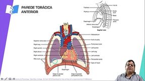 introdu&ccedil_&atilde_o a anatomia cardiovascular tesuda