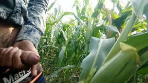 Cumming on Maize Leaf, Super Cumming