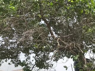 This chab Bang My Ebony Cunt in the Bush
