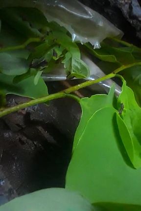 Jungle Desi Video Viral