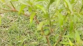 PornHub most Popular Clip 2021