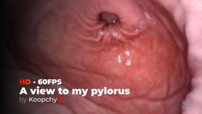 [HD 60 FPS] - A view to my pylorus - ENDOSCOPE VORE
