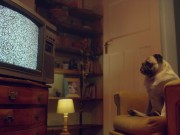 Intense Passion on the Couch – Amy Douxxx in Wild Doggystyle Action | Benefit Monkey