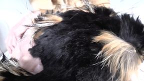 Ejaculation Training: Sniffing and Cumming on a Fur Scarf, Lady Victoria Valente